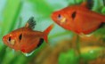 /album/hs-peixes-ornamentais/mato-grosso-jpg/